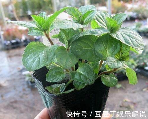 养护|空气干燥、蚊虫多、异味大家里养这“4种花”,什么烦恼都没了