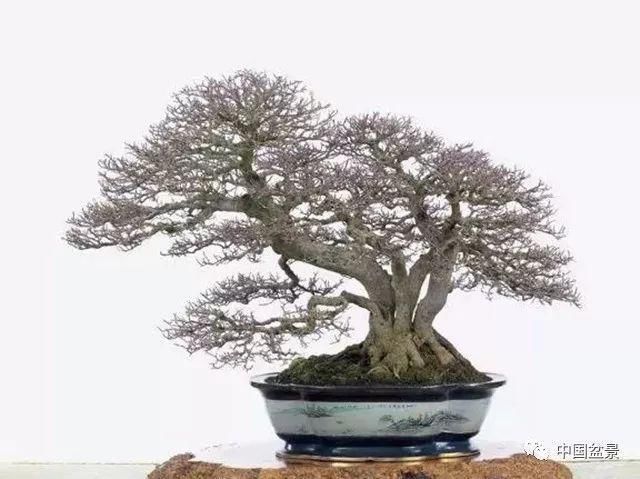 看到这些盆景以前的样子，我也是服了