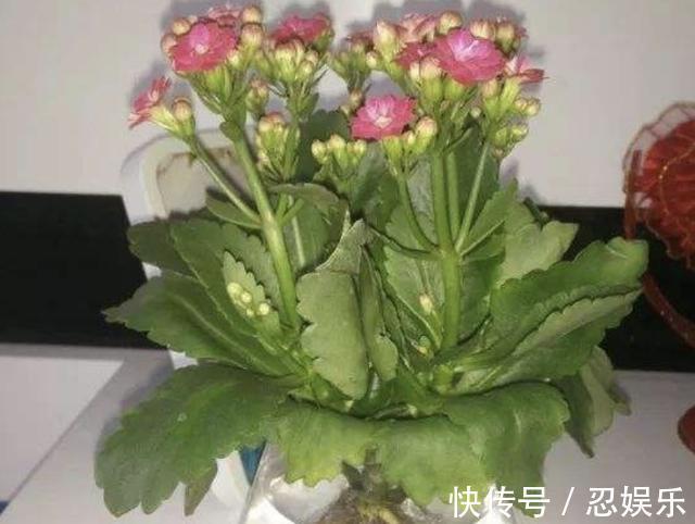 给长寿花吃“2粒药”,7天窜出“大白根”,花苞冒不停,旺盛!