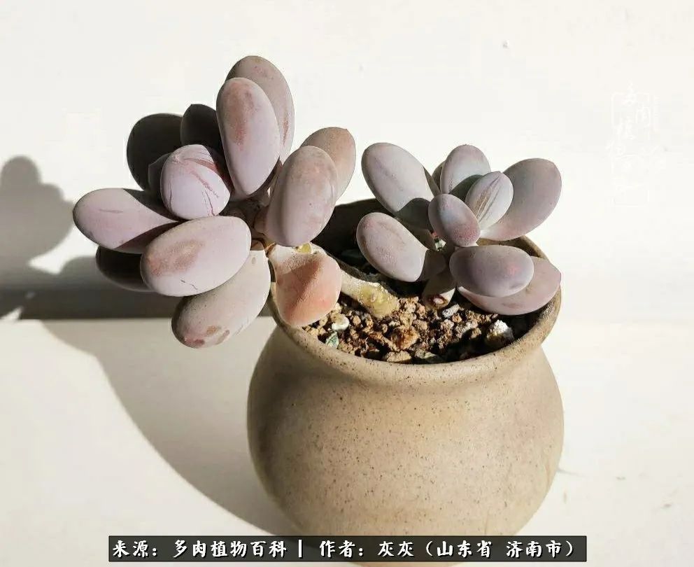 多肉植物|养多肉四年,铁打的盆盆流水的肉,无需多问,问就是喜欢!
