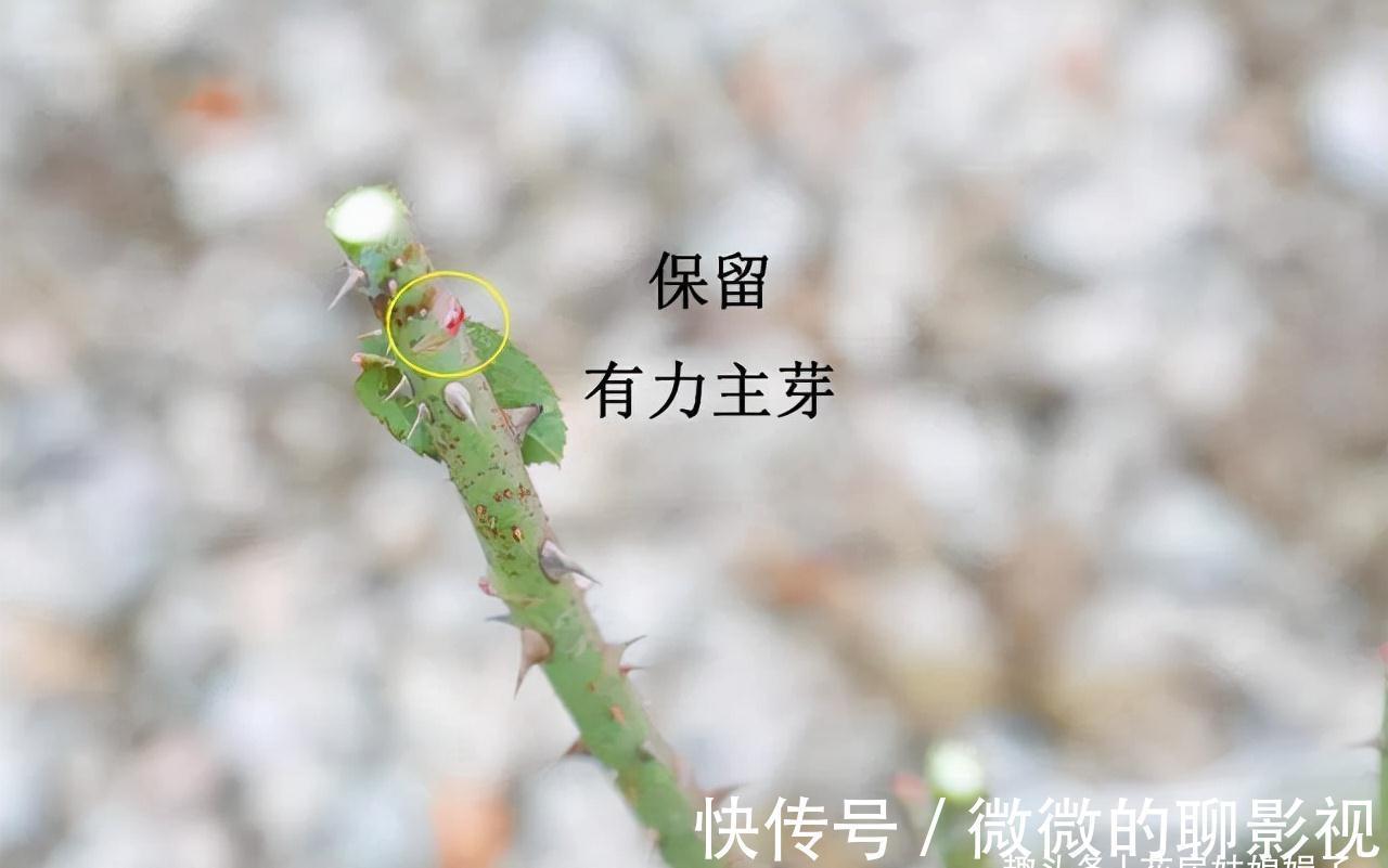 冬天里,给这8种花修剪,要分清楚修剪方式,否则来年长势成问题