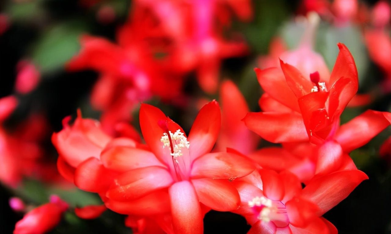 冬末养蟹爪兰,“三位置”灌点水,新芽咕噜冒,一次绽放上万朵