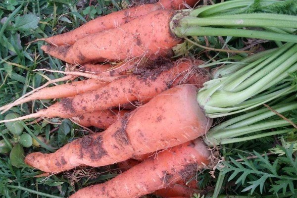 维生素c|让人倒下的不是病，而是无知，吃胡萝卜的4个禁忌，你需要了解！