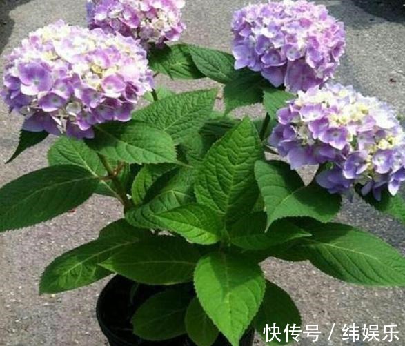 绣球花|养殖绣球、茉莉，想要盆栽多开花，用它们浇花施肥就够了