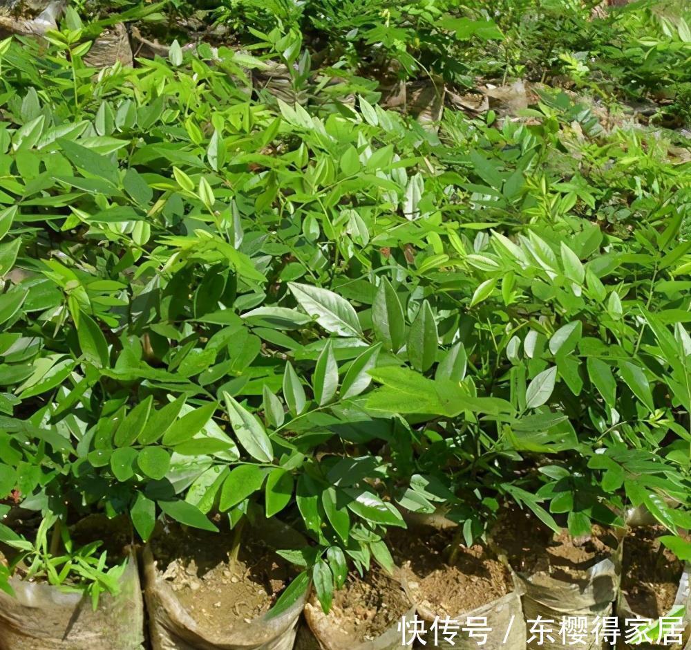 院子里有空地,就种“四大名贵树”,越大价值越高