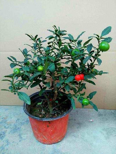 野外这几种花长得有趣,但不能往嘴里塞,它们有毒