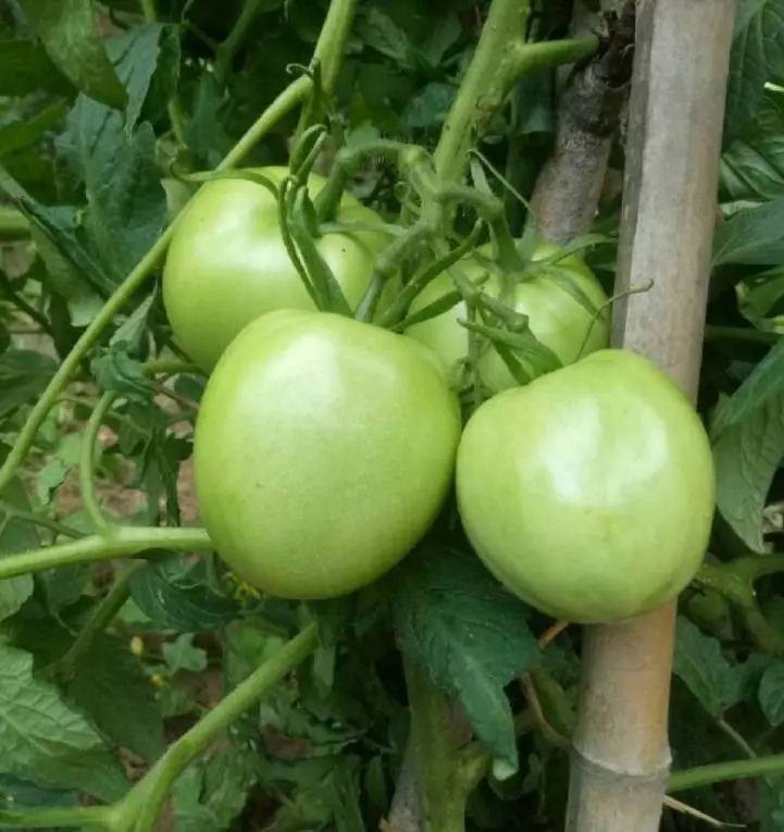 等我们老了,找个院子,清晨养花,傍晚喝茶。