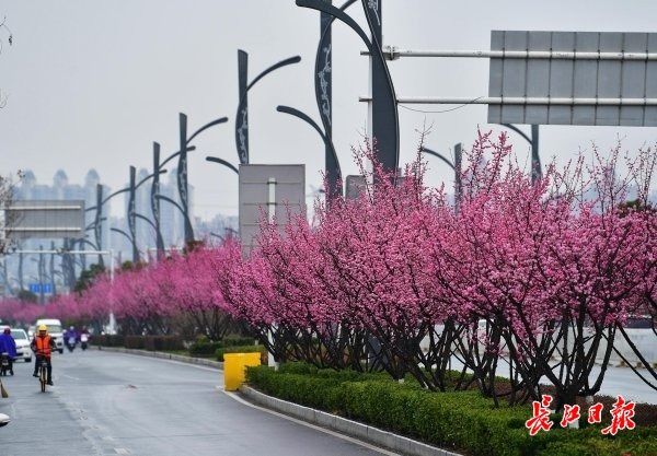 雨中红梅艳，环湖路上红腰带