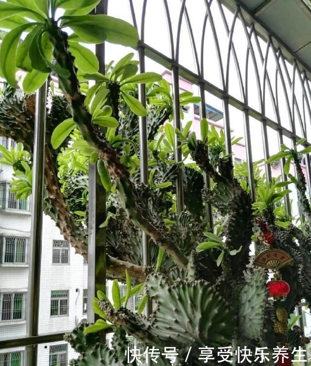 8种镇宅花,窗户边养一棵,霸气又镇宅!