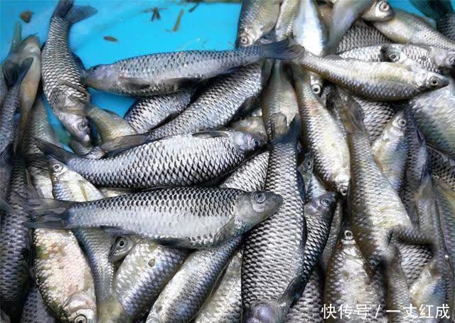 戒钓|钓鱼人之殇:背锅,钓最少的鱼挨最毒的打,真的要戒钓了吗?