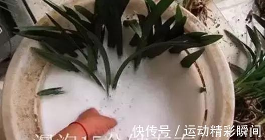 兰花不长,这样轻轻一掰,30天就爆盆