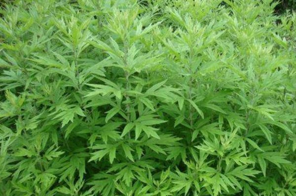 见效|腰间盘突出怎么办常用一种“野草”，三天就见效，一天比一天好