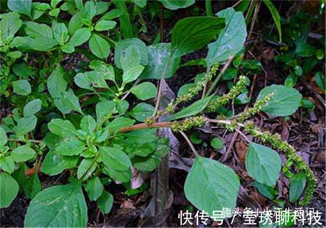 农村|农村一种会“流血”的野菜，钙、铁含量极高，治肠炎，提高免疫力