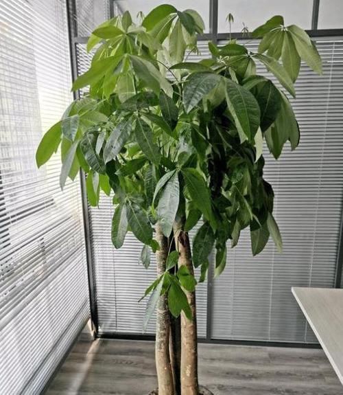  发财树|家庭养发财树，养护无非就几点，做好越长越粗壮，油绿茂盛