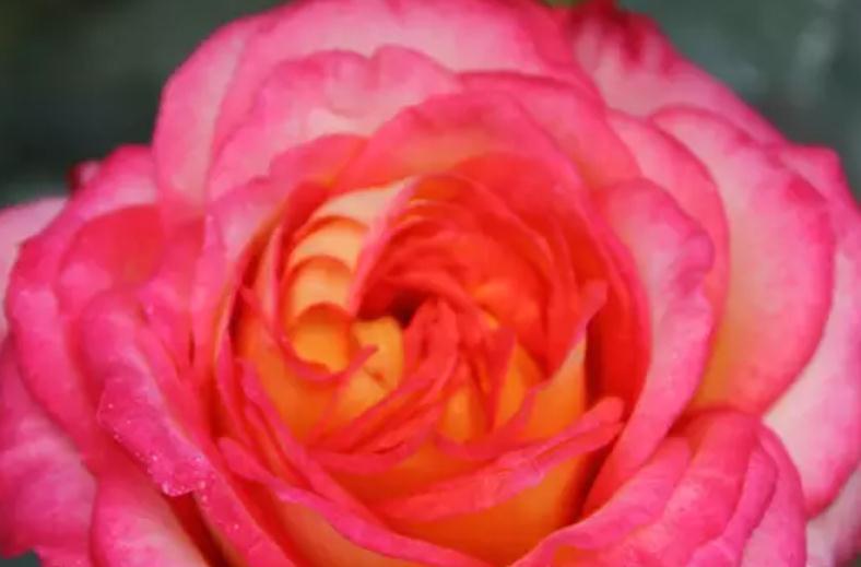 月季要养得吐水,秘方究竟是什么,快来了解一下