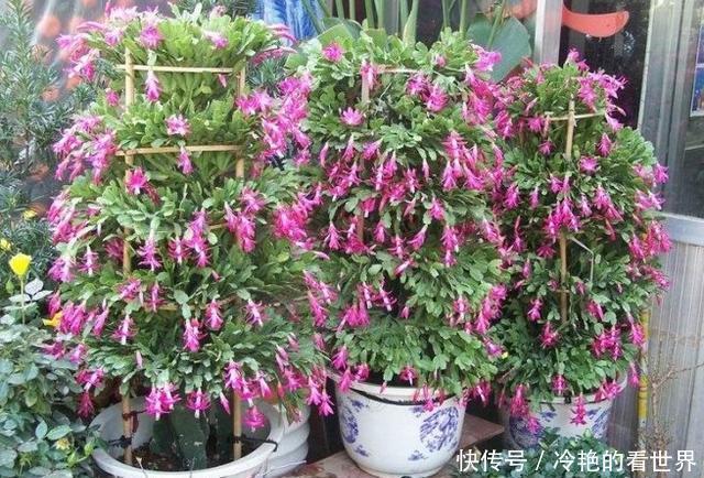 接穗|原来蟹爪兰要这样嫁接,难怪别人家的蟹爪兰开花那么多