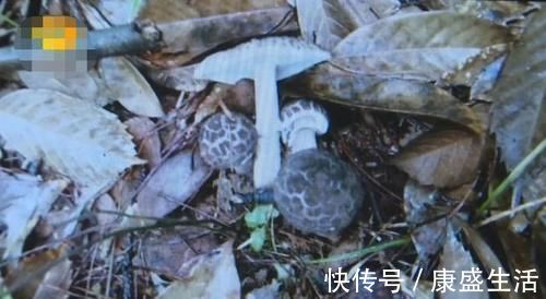 采摘|一家四口吃完饭，2岁弟弟和3岁哥哥相继身亡，医生说出原因太揪心