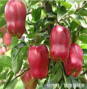 鼓鼓|女人不想身体鼓鼓太难看！多吃此果，解毒、美白祛斑、调节脂肪