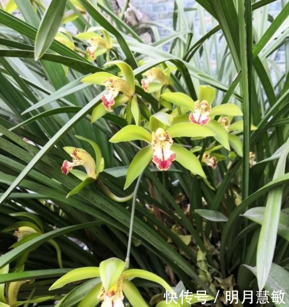 养分|养兰高手养兰花，都有“专用肥”，易吸收养分足，一般人都不知道