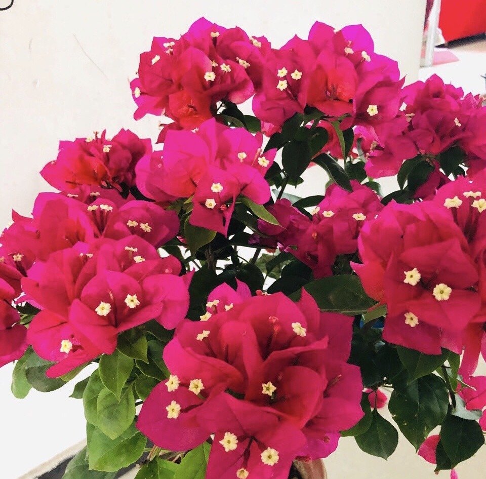 盆栽三角梅不开花,教你这“5招”花苞嗖嗖冒,一茬接一茬