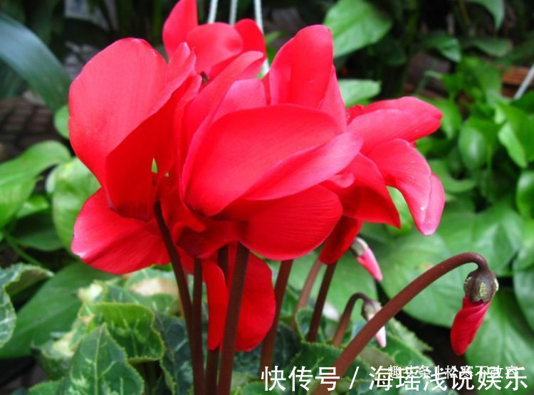 喜欢菊花，不如养盆“开花机器”仙客来，似可爱小鸟，夺人眼目