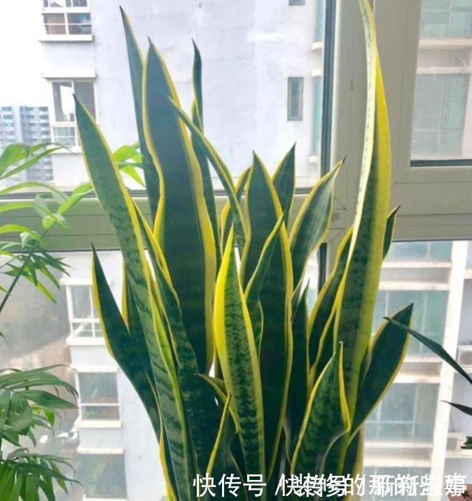 清香|夏天家里养此款花，人养花，花也养人，空气清香去异味，漂亮好养