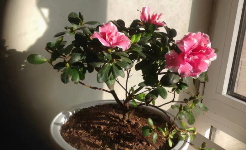 养花|路边土、园区土养花不够肥?掺点它,肥得流油,养啥旺啥