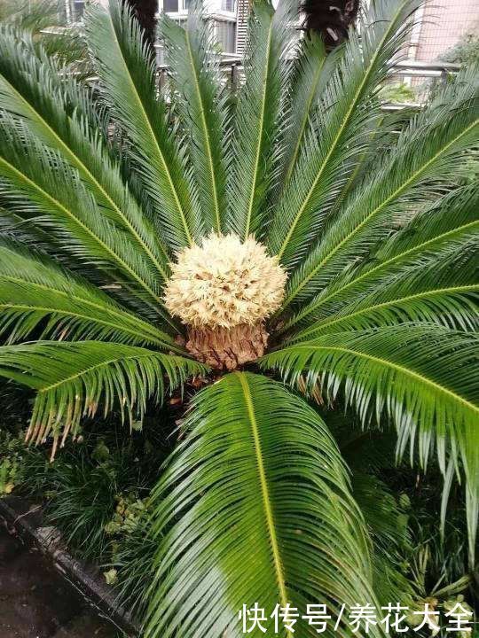 镇宅|“丑八怪”镇宅花,样子威武霸气,养在家里特安心