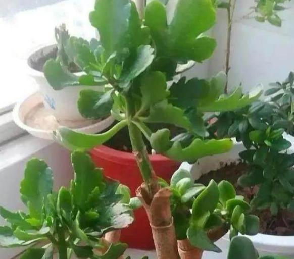 嫁接长寿花:如何让盆栽开出多色花?5步操作,花开美如圣诞树