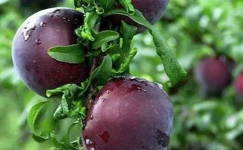 番石榴|女性秋天常食此物，美容养颜，延缓衰老，气色年轻更红润