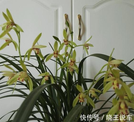 兰花繁殖有妙招,用对方法很关键,不用几天一盆变成七八盆