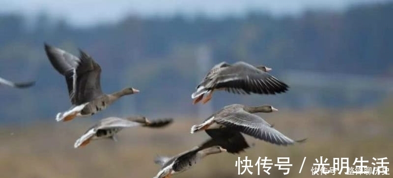 孤独$杜甫晚年一首表达孤独的诗,短短的几句,却把孤独描写得深入骨髓