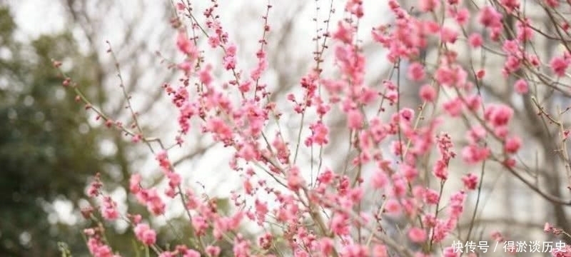 梅花|高僧在大雪纷飞的清晨，见到了雪中的梅花，信手拈来写下一首诗！