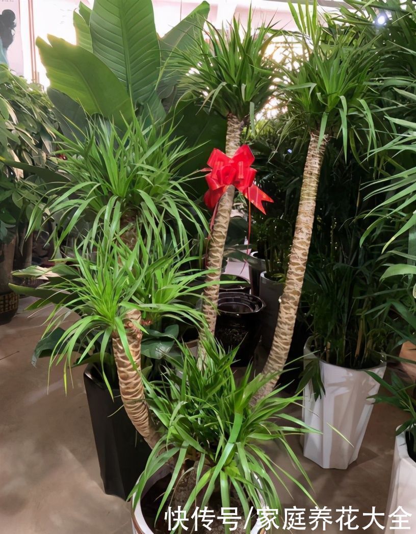 “它”真是个寿星老、养护得当、活上几十年那是小意思