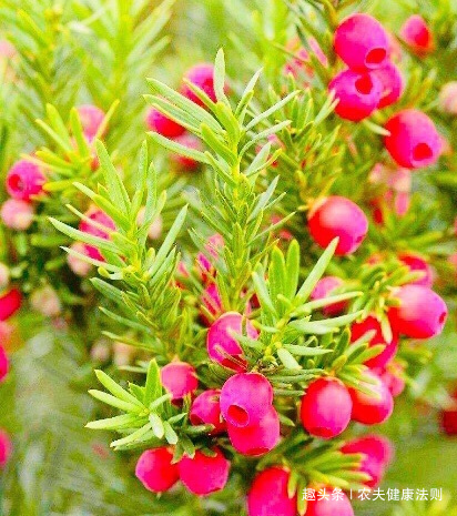 泡水|女性不想得卵巢癌,用它泡水喝,防妇科癌,防治卵巢癌,远离失眠