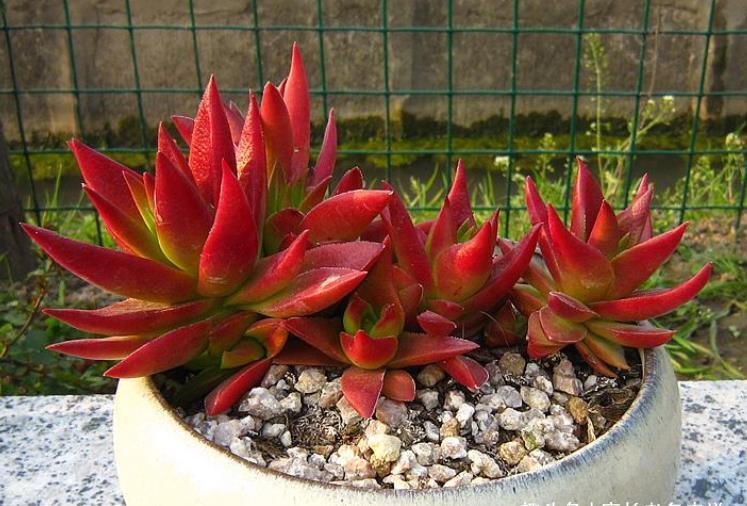 多肉赤鬼城开花怎么办?它开花并不会死,所以我们有多种选择