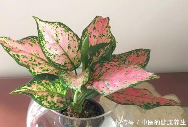 别养绿萝了,这20种耐阴植物,养在家里更合适!