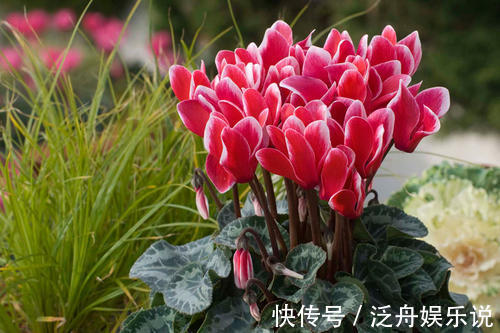 观赏价值|家里养了5种花,4月开败后及时修剪,不然明年没花赏