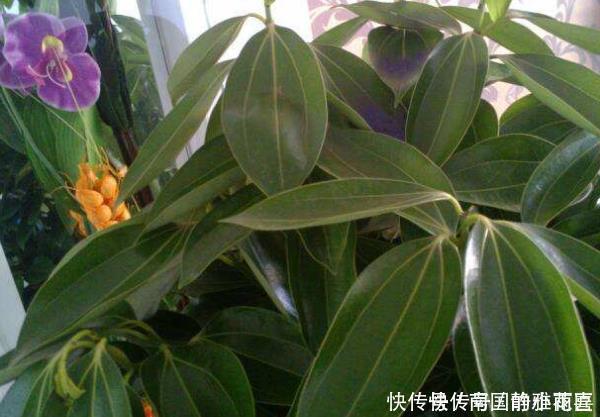 铁树|4种花有灵性，平时难开花，一有好事就开花，养过的人都说好