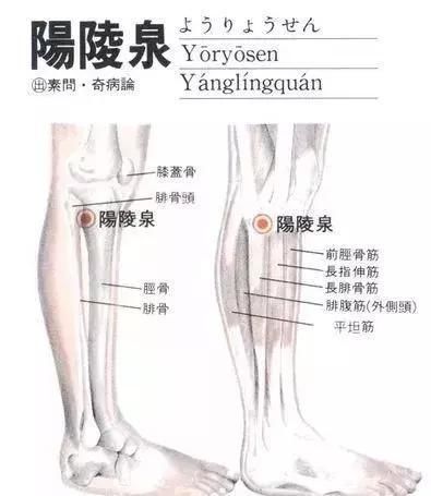 腧穴|神奇的八会穴，拍打可调理多种疾病！