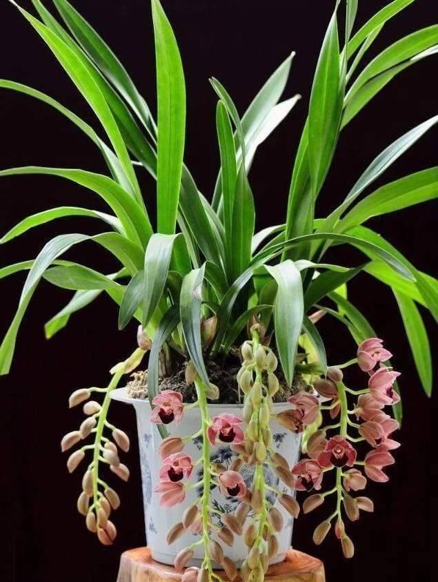 花盆|花盆里埋点“它”,不烂根,不黄叶,杀菌消毒还透气,根壮花还旺