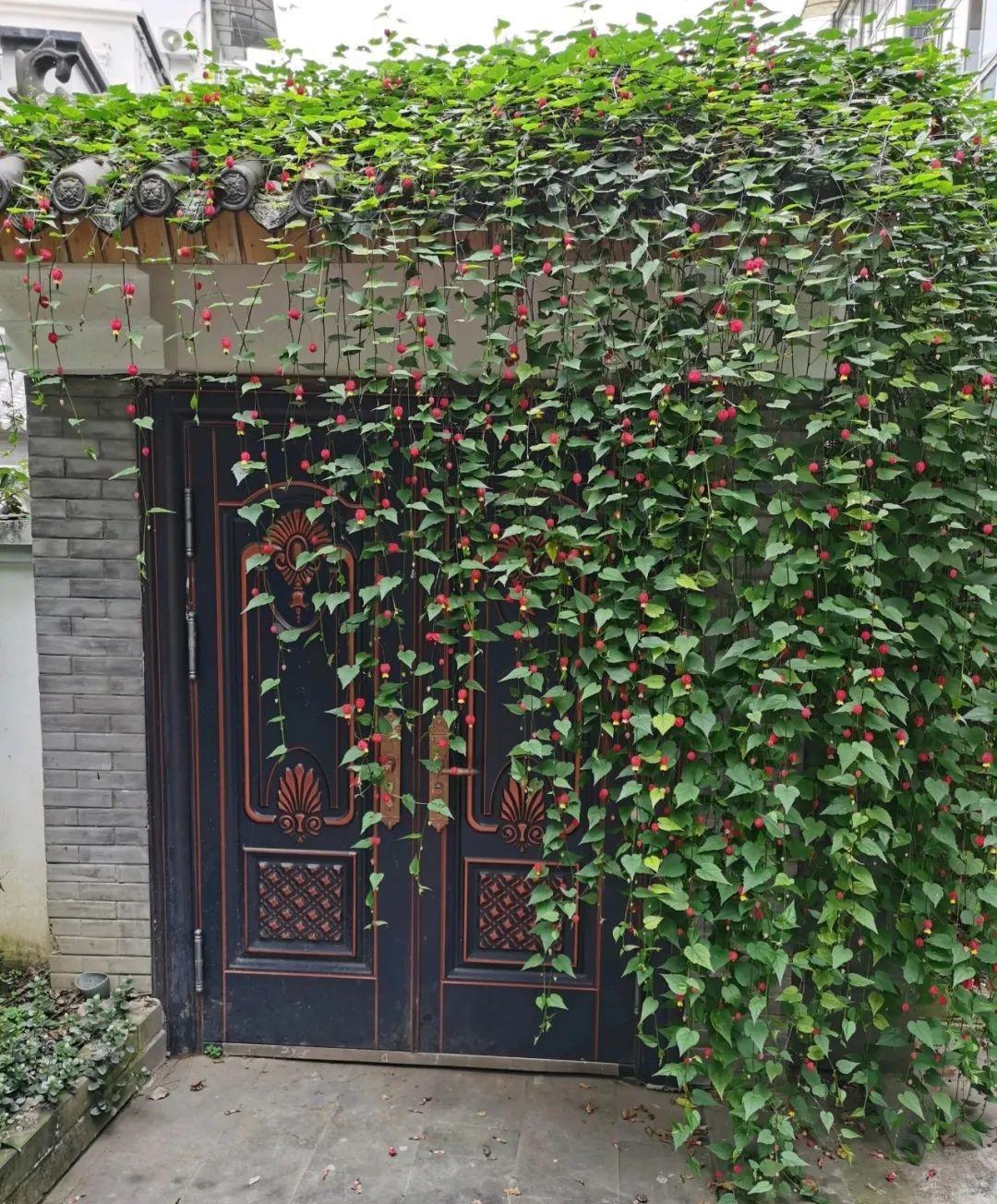 家里养盆蔓性风铃花,掌握4点养护技巧,全年花开不间断!