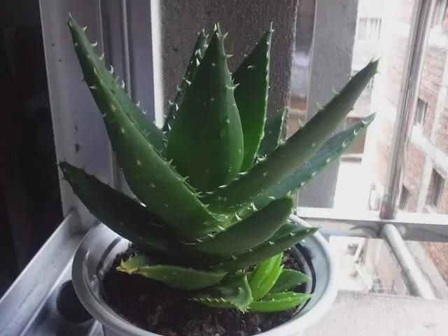 卧室养花就养这5种花,净化空气安心睡眠,好养又美丽