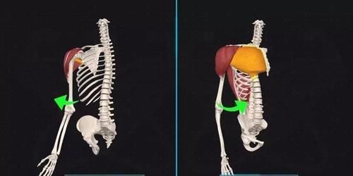 腘绳肌|几块“易被忽视训练”的重要肌肉,可能影响你的训练质量!