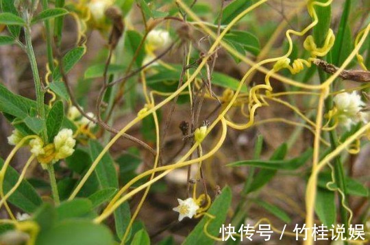 成骨细胞|菟丝子作为一种中药材，功效作用竟然有十多种不止！在乡下到处有