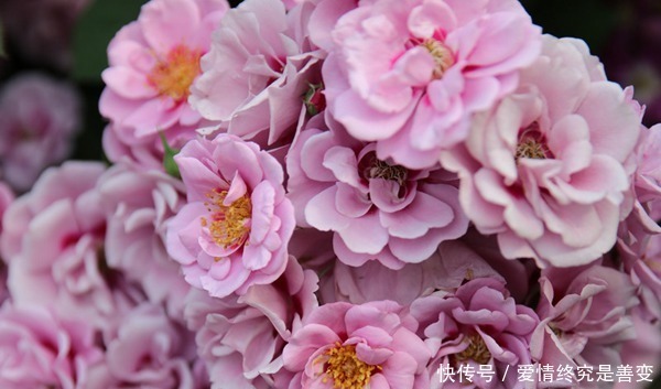 喜欢玫瑰,那就养盆“玫瑰珍品”紫晶巴比伦,花姿淡紫,富贵祥瑞