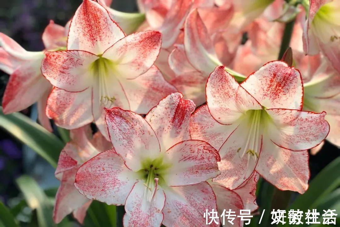 家里养盆朱顶红,开花个个比脸大,牛年养它“注定红”!