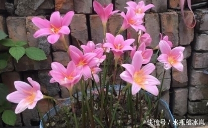 云南|一种适合夏季种植的盆栽植物,扔进土里不用管,20天开花爆盆