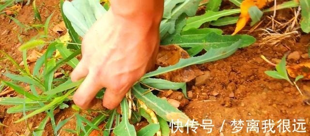 野菜|农村这种“野菜”,切记不要“连根拔”,只摘叶子吃就好