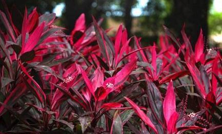 朱蕉叶片色彩越来越差了,有什么办法可以让它恢复呢